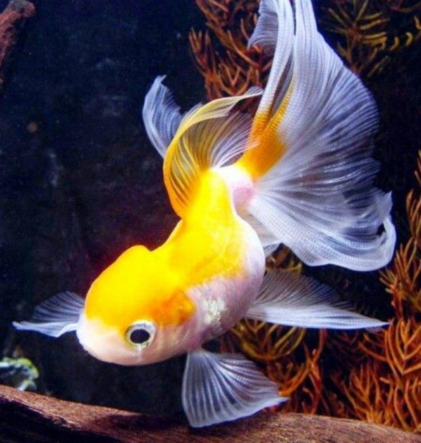 оранда вуалехвост