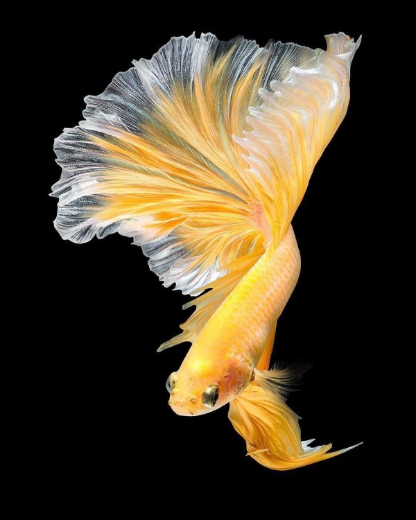 betta fish