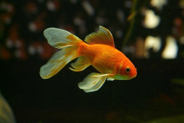 оранда вуалехвост