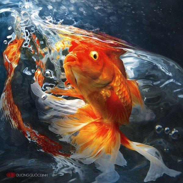 рыбки голден фиш