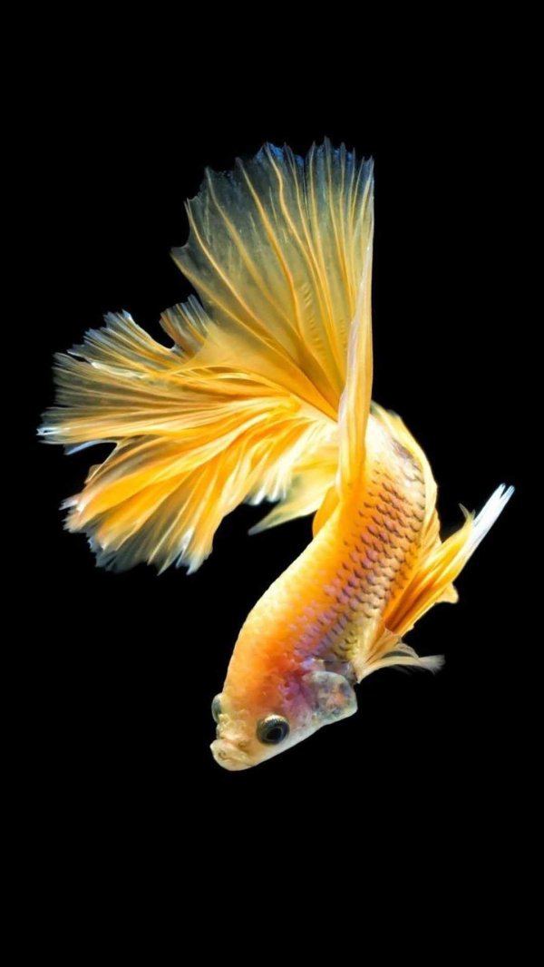 betta fish