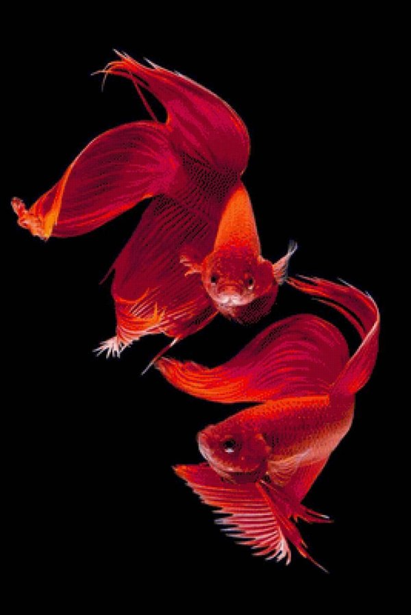 betta fish
