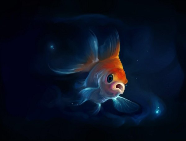 красивая рыба