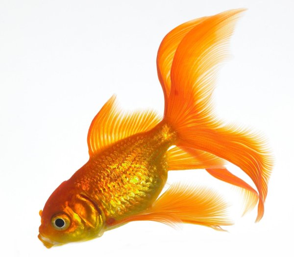 вуалехвост золотой