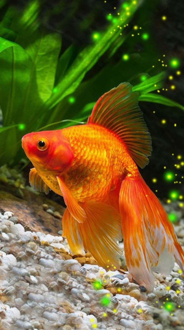 вуалехвост золотой