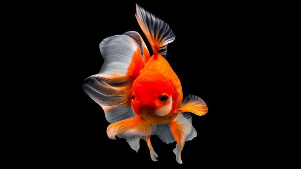 карп кои вуалехвост