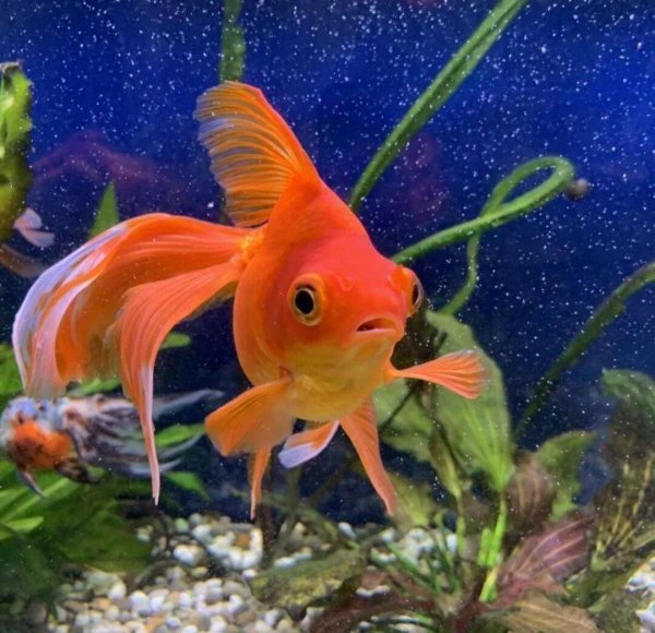 вуалехвост рыбка