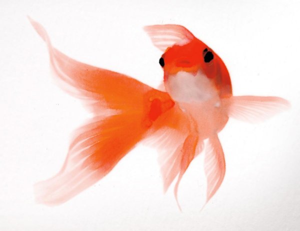 вуалехвост рыбка