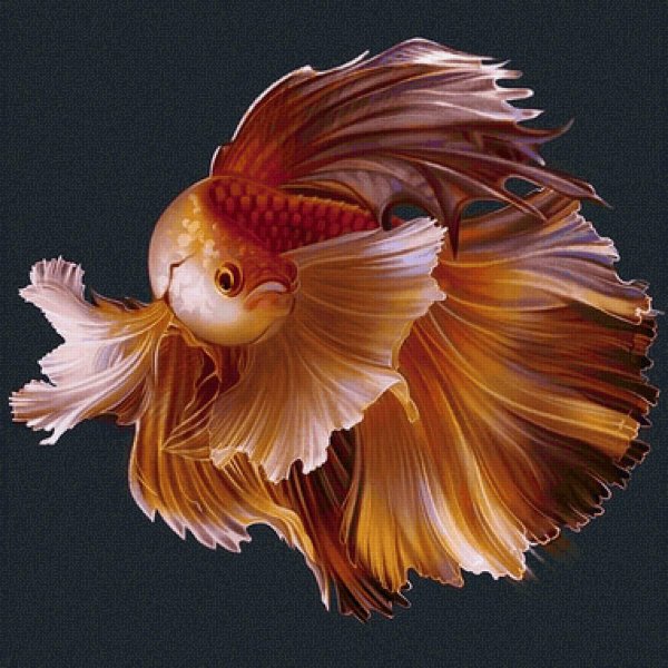 рыба вуалехвост