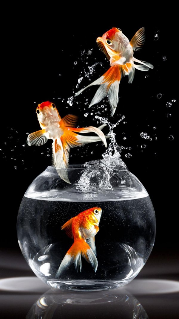 рыбка выпрыгивает из аквариума