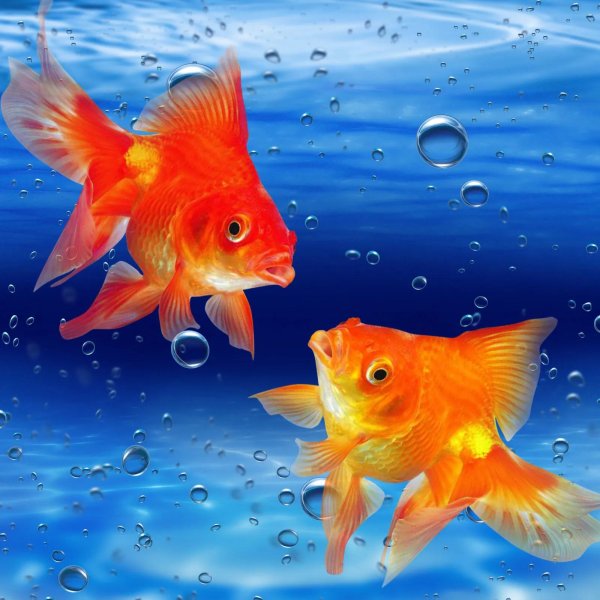 золотая рыбка