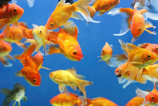 аквариумные рыбки голдфиш