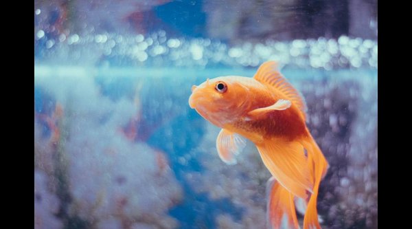 золотая рыбка