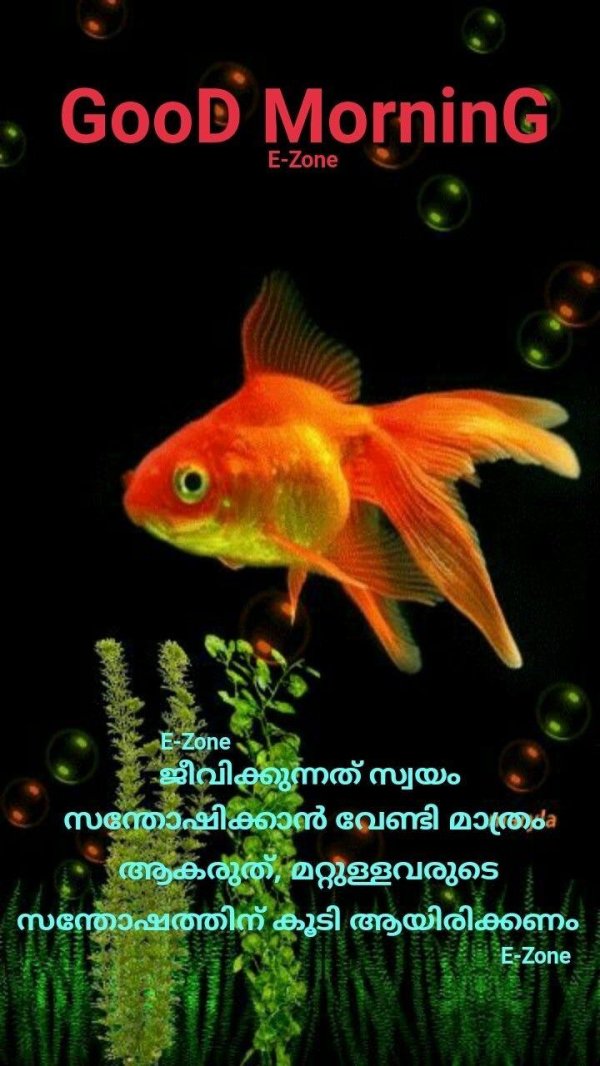 живые рыбки