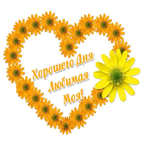 цветок красивый