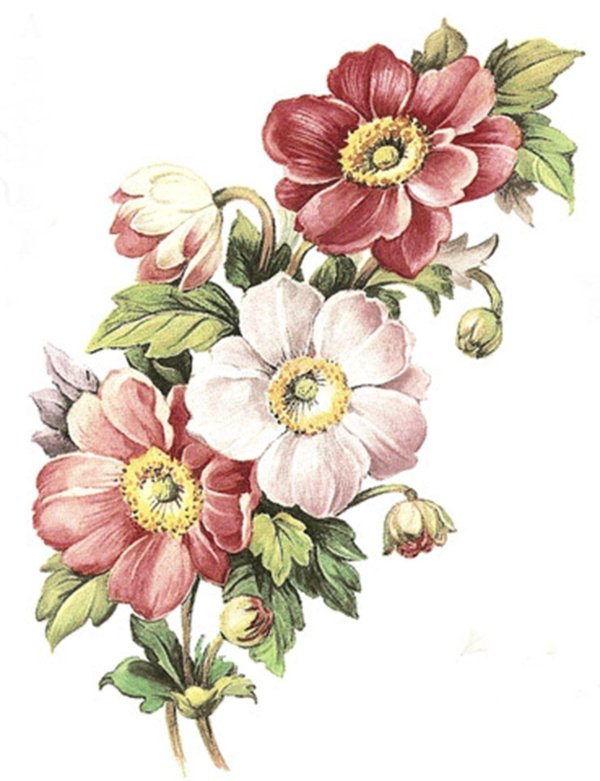 цветочный рисунок