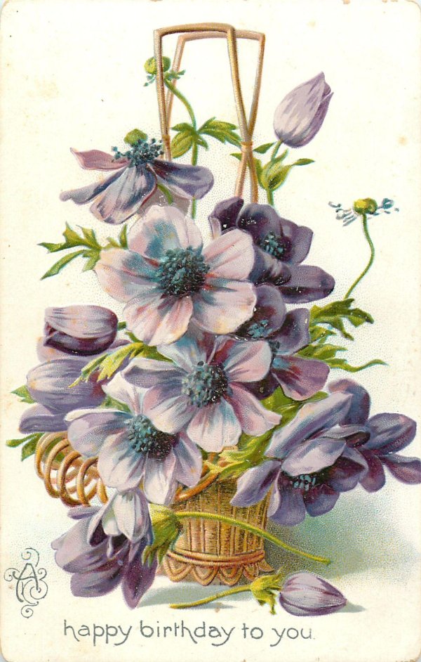 анемона sylphide