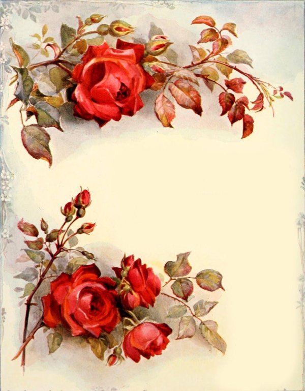 старые открытки с розами