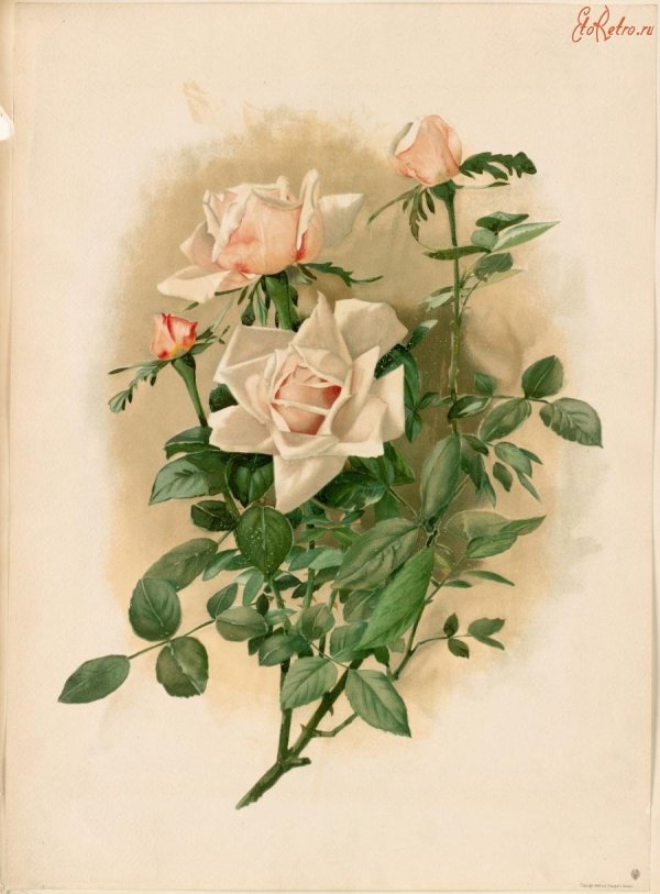 винтажные розы