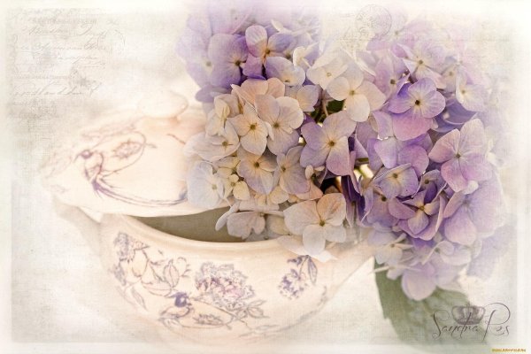 нежно сиреневая гортензия