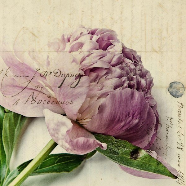 пион акварель