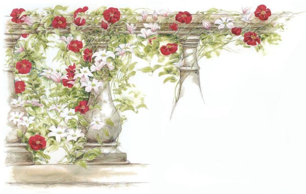 вьющаяся роза