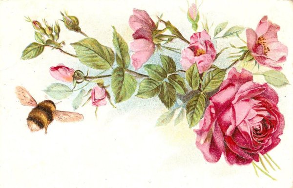 цветы винтаж