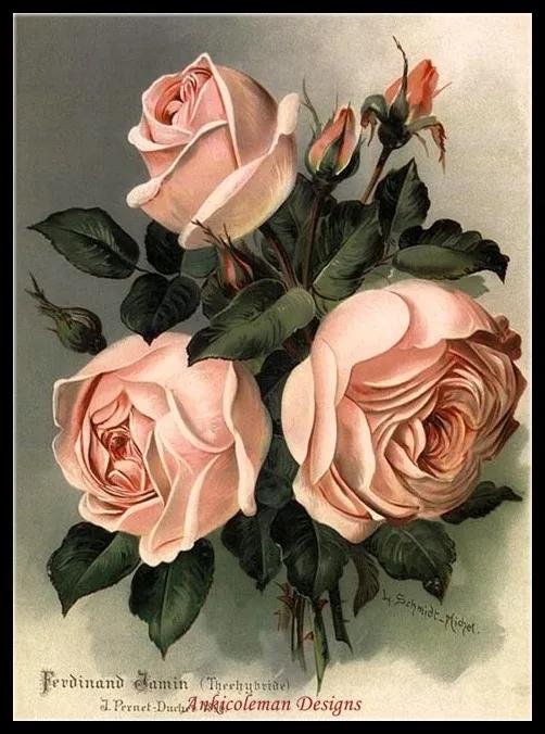 роза викториан пич