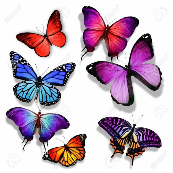 бабочка разноцветная