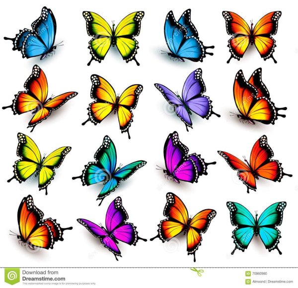 разноцветная бабочка