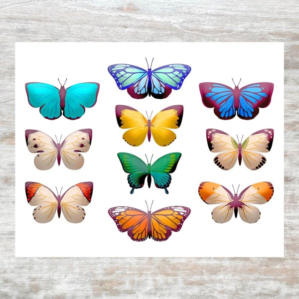 разноцветная бабочка