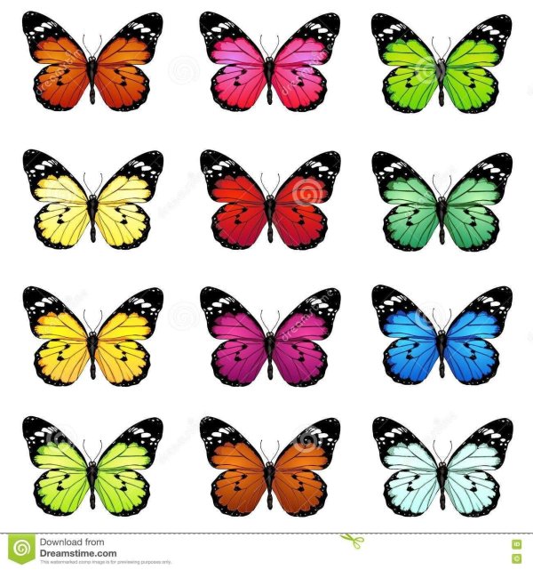 бабочки цветные шаблоны