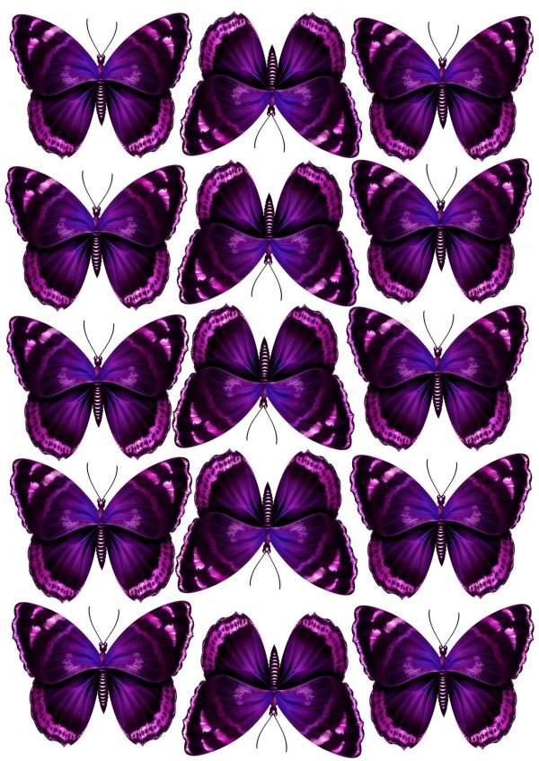 фиолетовые бабочки для печати