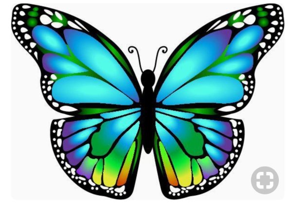 разноцветная бабочка