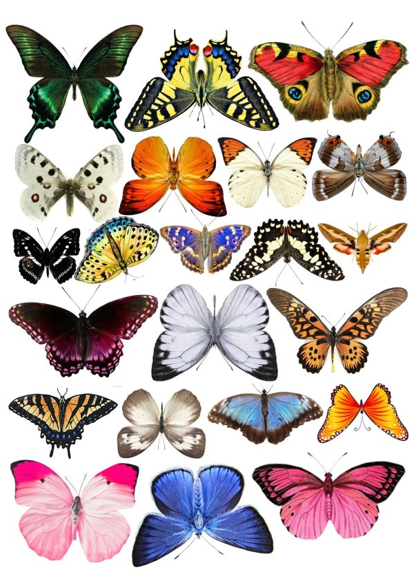 бабочка наклейка