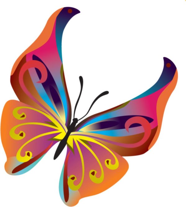 разноцветная бабочка