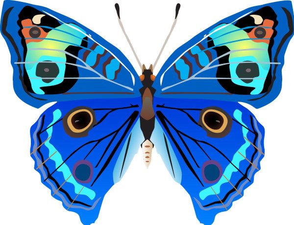 бабочка цветная