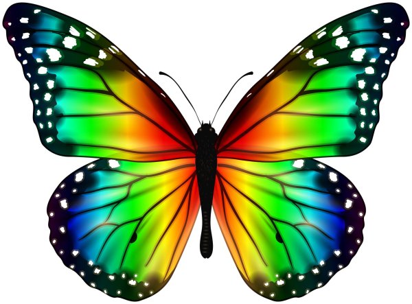 радужные бабочки