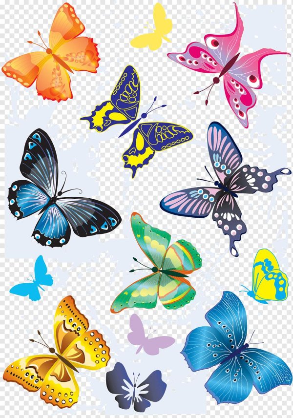 рисунки бабочек