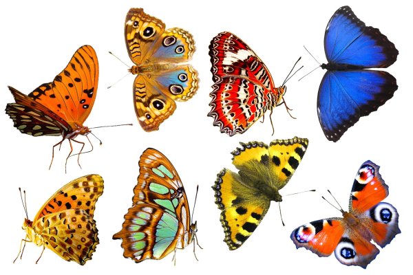 множество бабочек