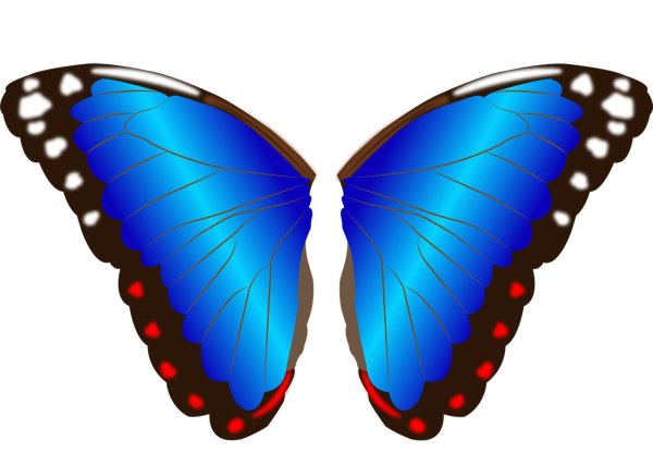 morpho peleides бабочка