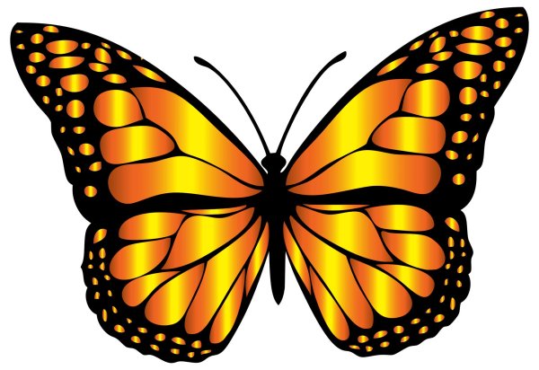 рисунки бабочек