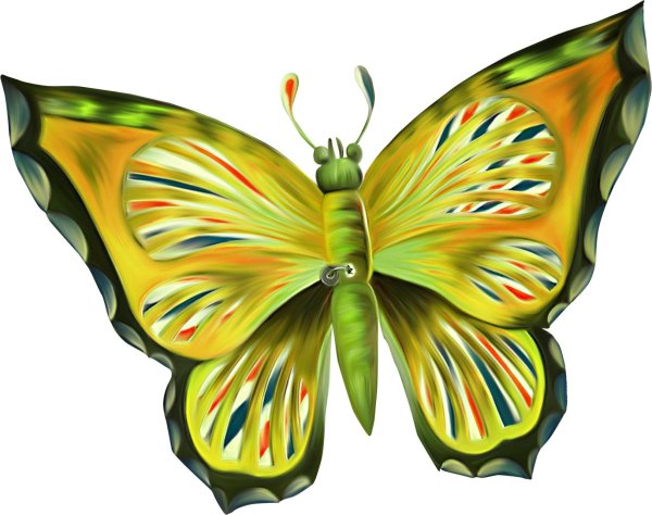 большие цветные бабочки