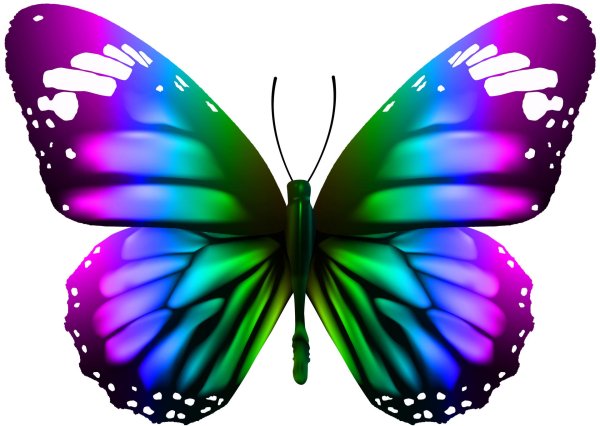 бабочка яркая