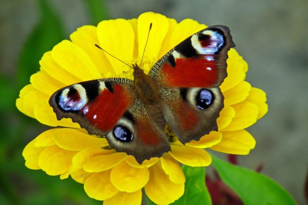 бабочка шоколадница