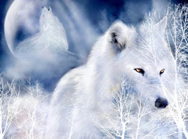 белые волчицы