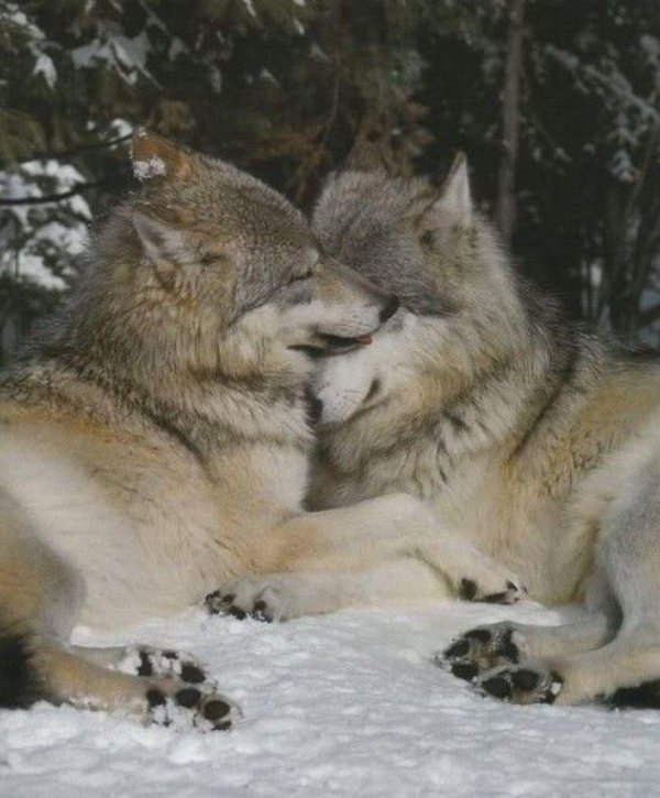 влюбленные волки