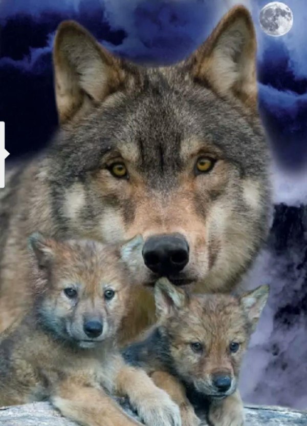 волки волчата