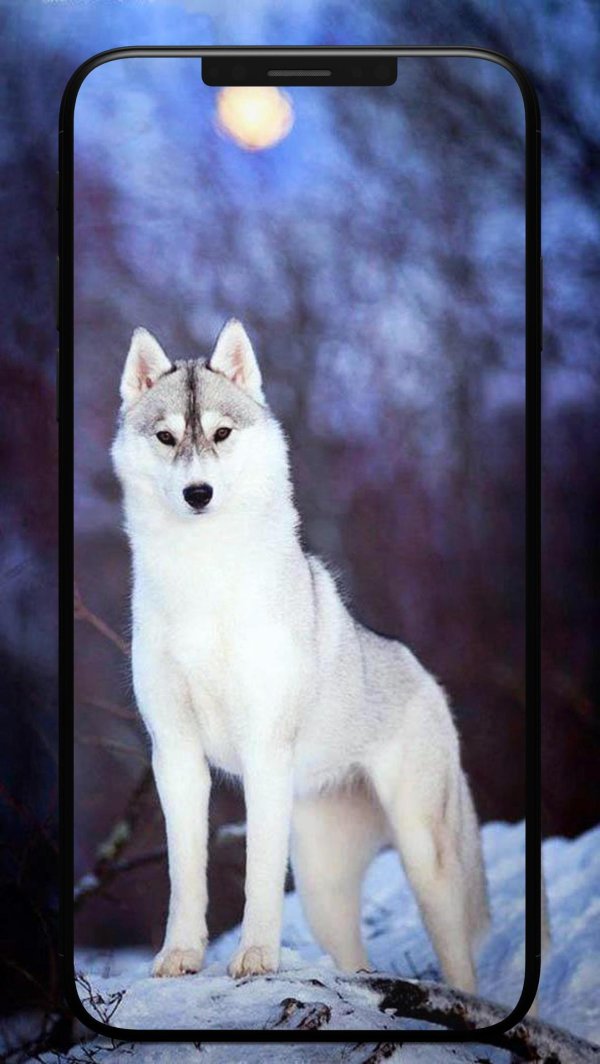 сибирский хаски волчий