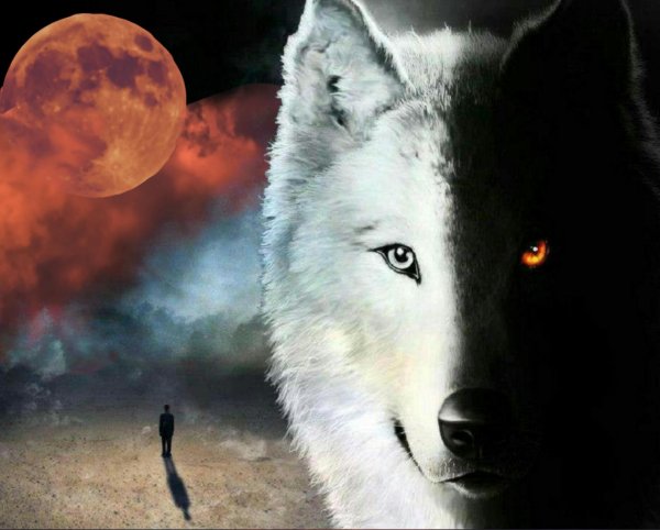 волки одиночки